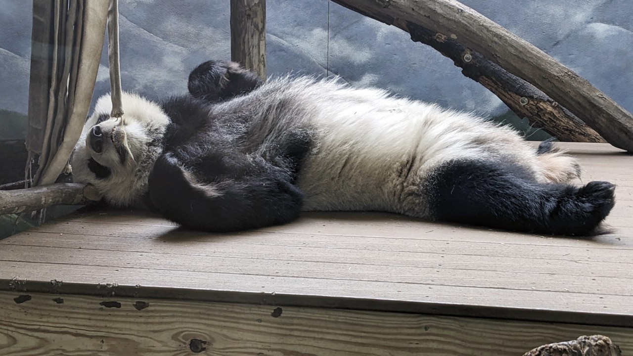 America’s last pandas expected to leave Atlanta for China this autumn