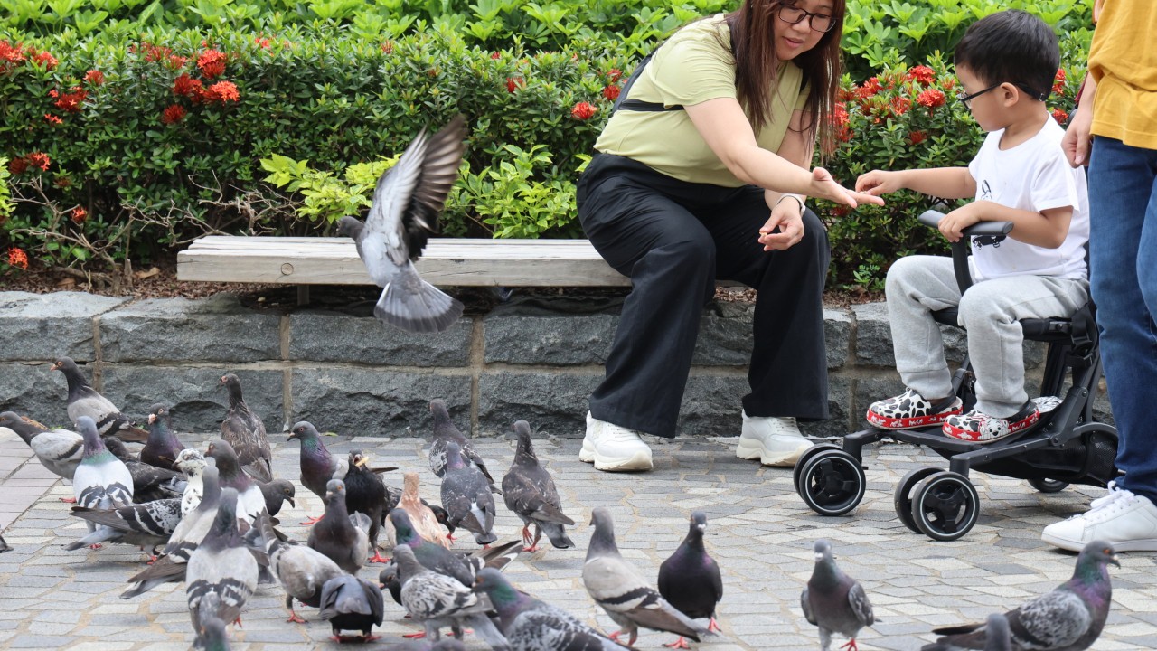 Hongkongers should avoid touching wild birds amid possible mutation in deadly H5 avian flu virus, expert says