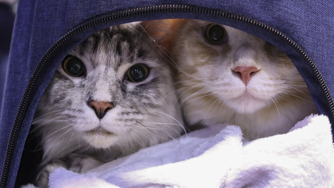 Hong Kong may ease pet quarantine rules. How do they compare with rest of world?