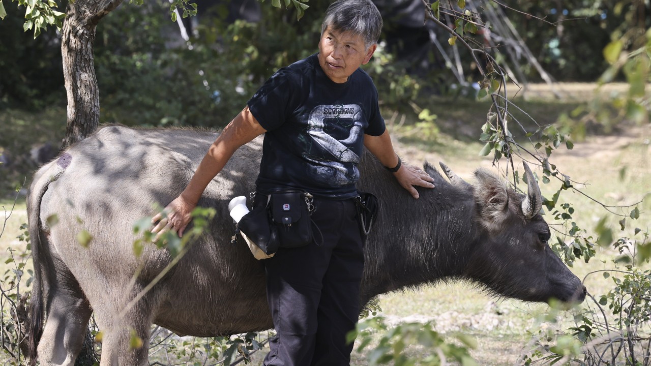香港的“水牛语者”如何从尖叫和疯狂变成快乐地照顾动物