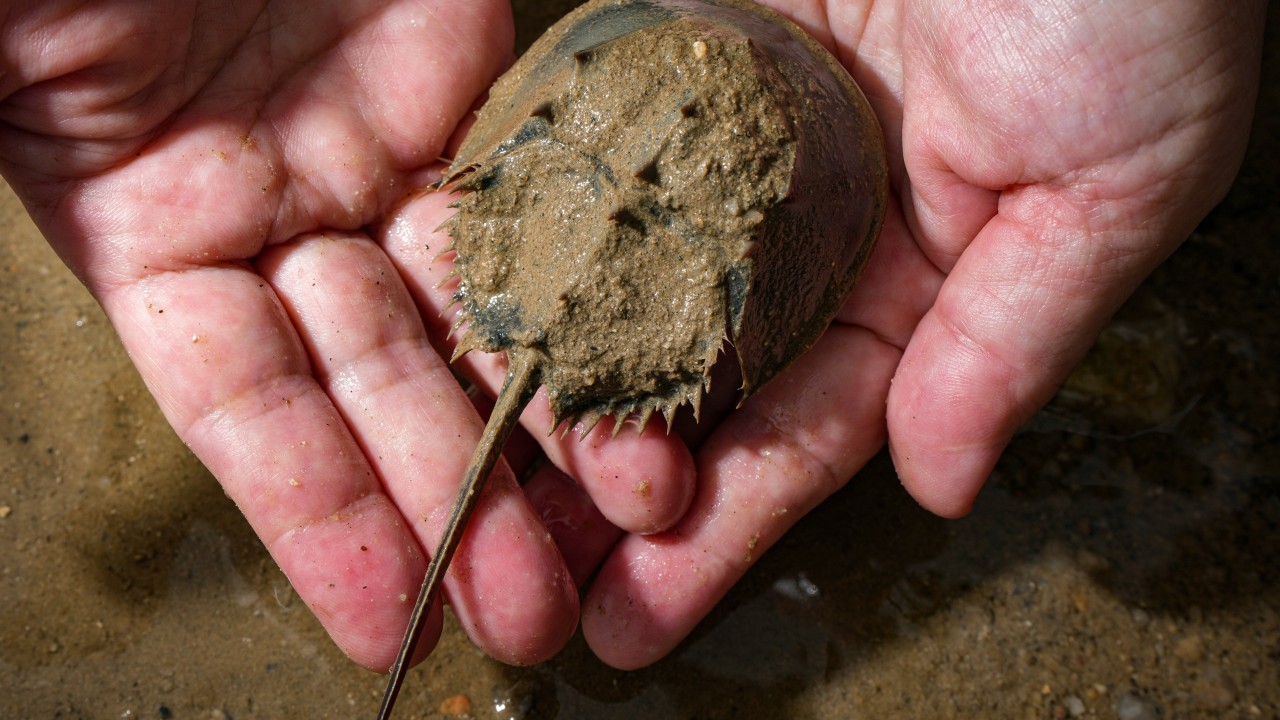 Hong Kong scientists team up with Ocean Park to save rare horseshoe crabs using drones, AI