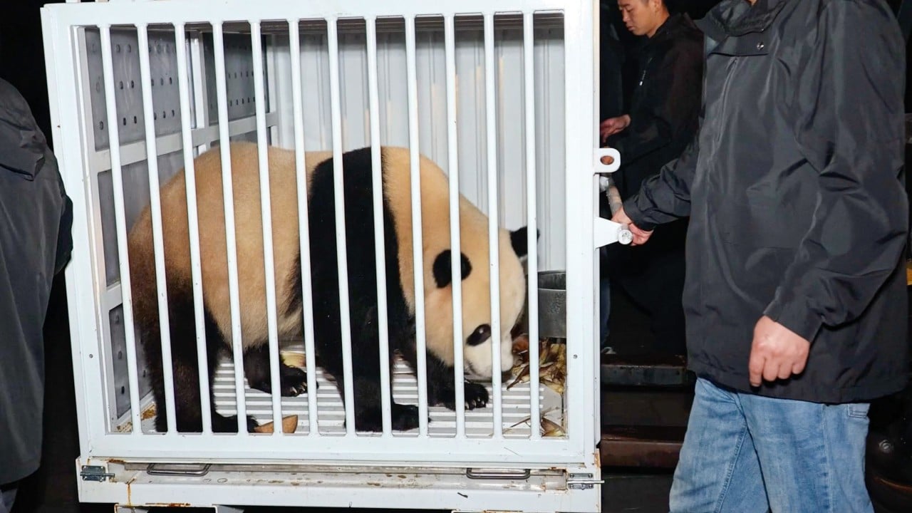 China and US start new chapter in panda diplomacy as bears head to National Zoo