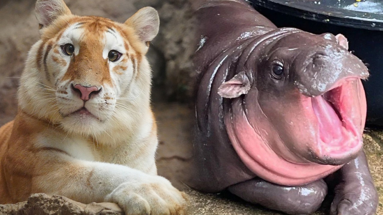 ‘Goofy’ golden tiger at Thai zoo captures hearts, emerging as next star after hippo Moo Deng