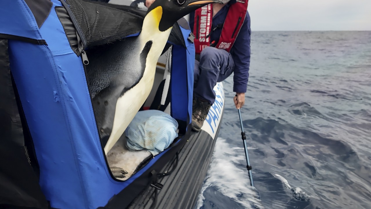 Emperor penguin ‘Gus’ released at sea 20 days after waddling onto Australia beach