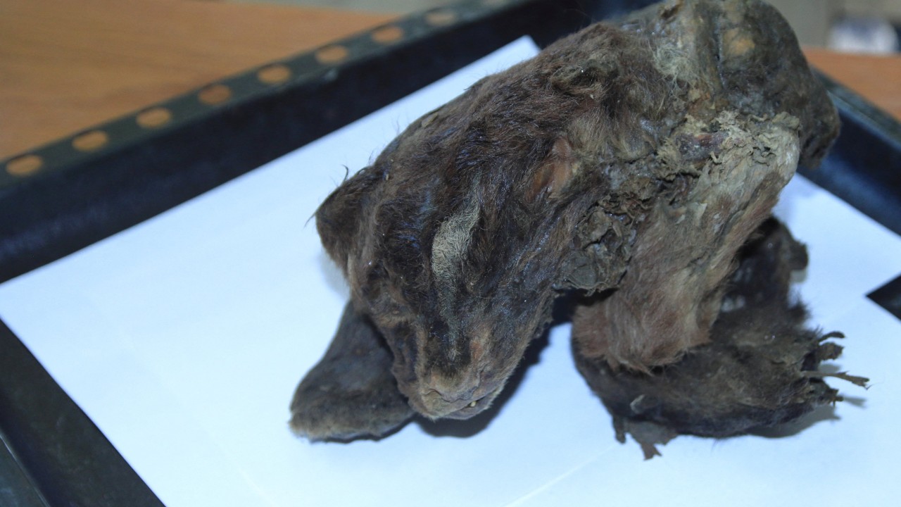 Russian scientists hail discovery of 32,000-year-old sabre-toothed cat cub