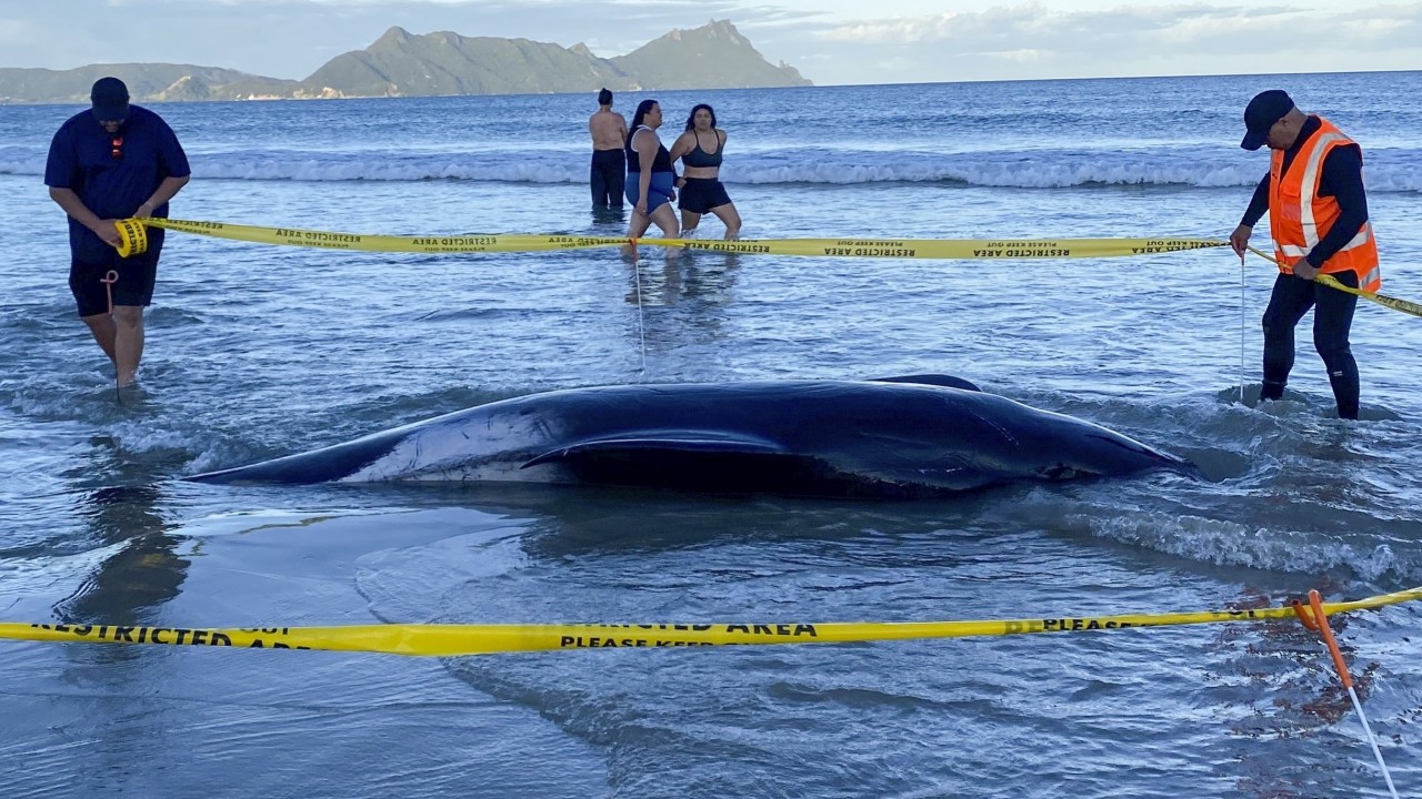 ‘Incredible’ New Zealand community unites to save 30 stranded pilot whales on Ruakaka Beach