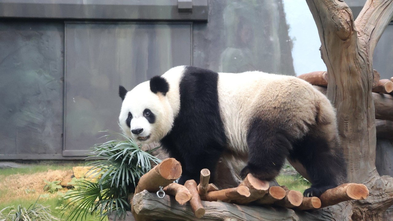 Giant pandas gifted to Hong Kong by Beijing to meet the public on December 8, John Lee says