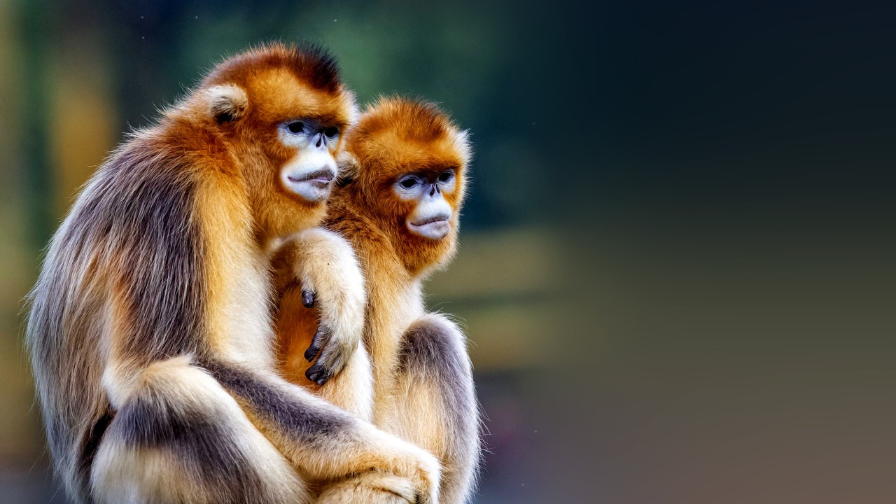 Chinese golden monkeys to head to France on 10-year goodwill conservation mission