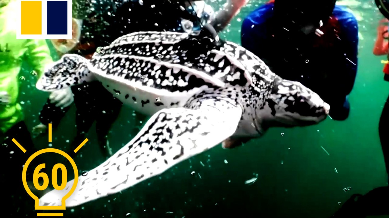 Thailand’s hand-raised baby leatherback sea turtles fight extinction