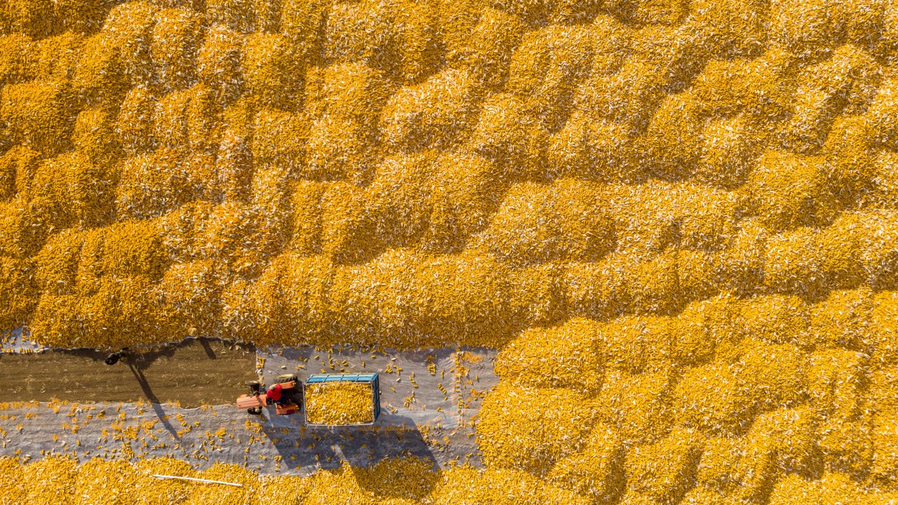 China announces plan to cut food waste at the production, transport and storage end