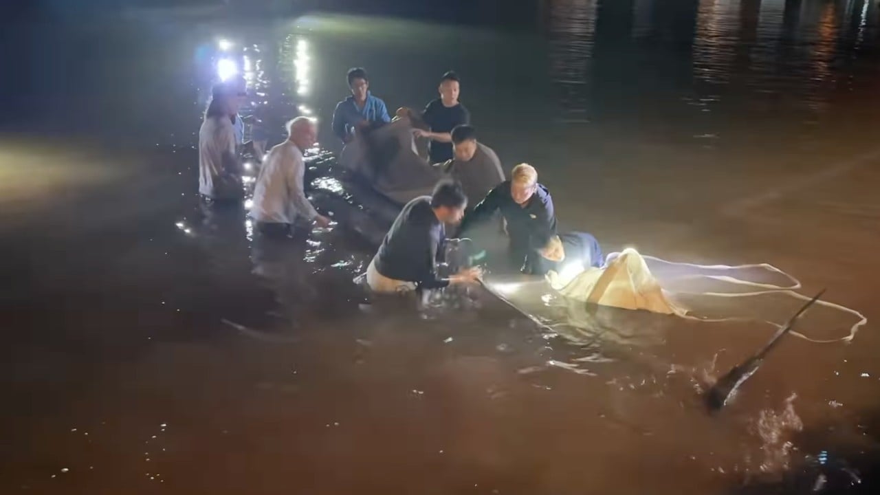 Rescue under way for stranded whale off Lantau waters in Hong Kong