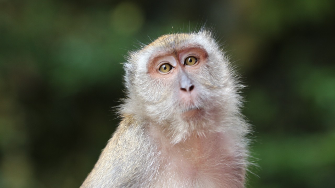 Chinese scientists keep monkey alive for 6 months with gene-edited pig’s kidney