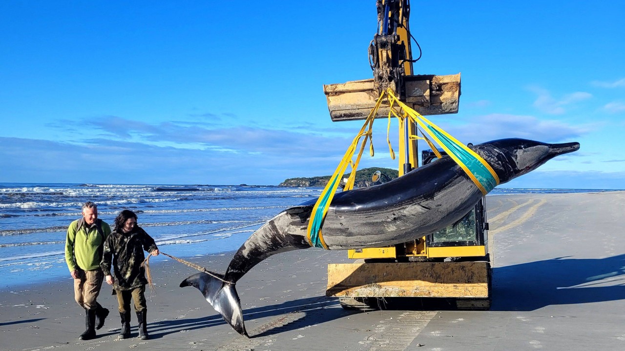 Scientists dissect ‘rarest of the rare’ whale that washed ashore in New Zealand