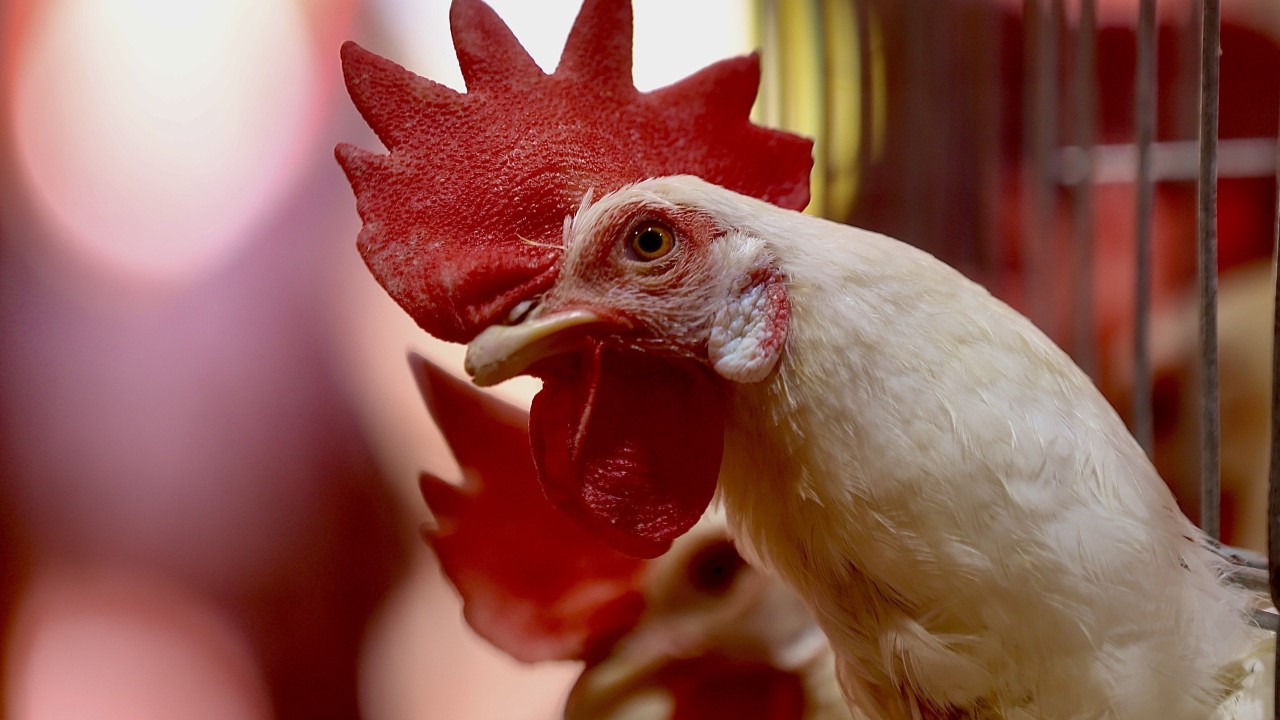 New Zealand suspends poultry exports after bird flu case at egg farm