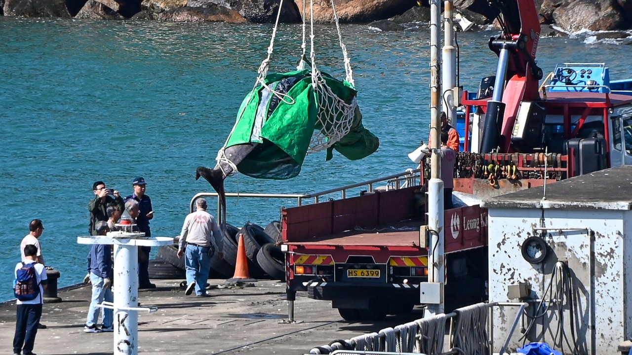 Bag found in whale stranded in Hong Kong waters ‘highly likely’ to be cause of death
