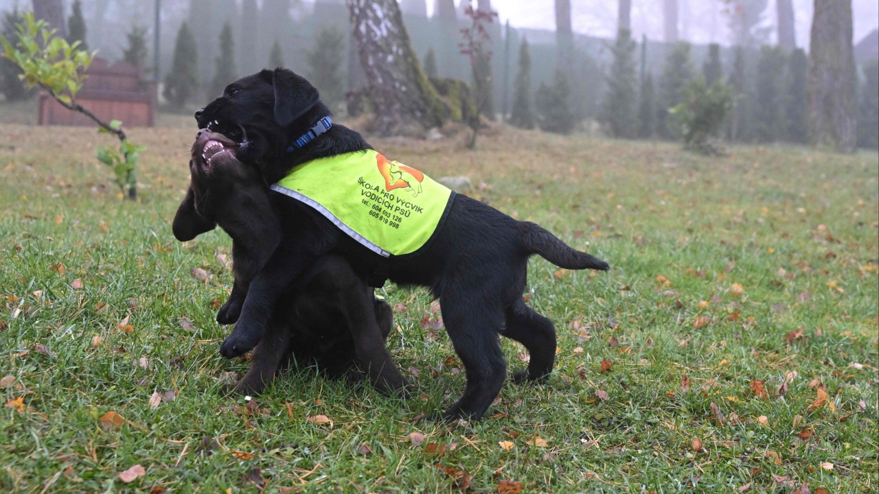 Czech prison inmates train assistance dogs: ‘you always want to be with a dog’