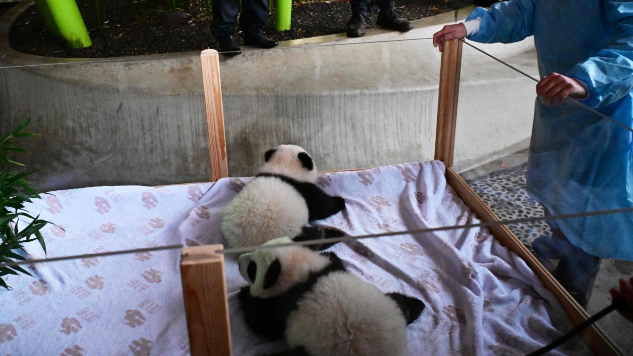 Berlin names new panda twins Leni and Lotti, or ‘Meng Hao’ and ‘Meng Tian’
