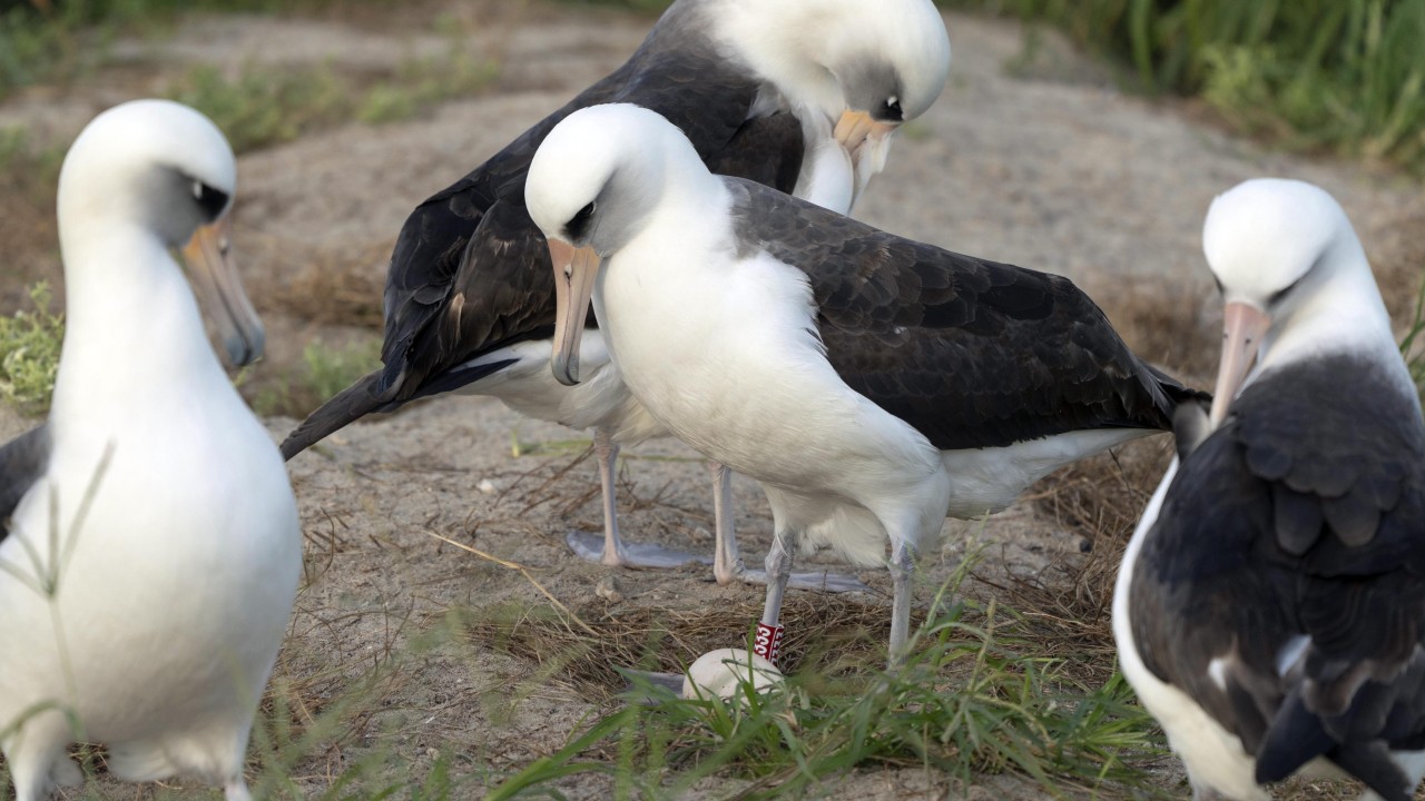 World’s oldest-known wild bird lays an egg in Hawaii at age 74