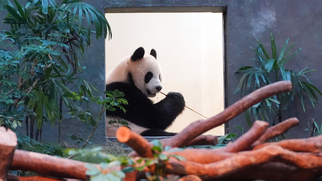 Lights, panda, action! Hong Kong prepares to unveil Beijing-gifted bears to public