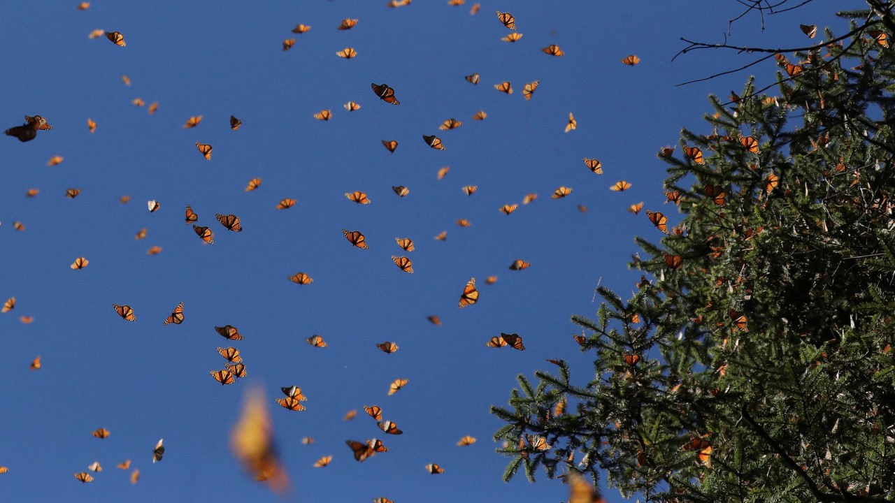 Chinese scientists shed light on how animals ‘run away’ from deadly viruses