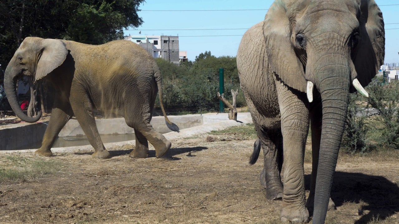Sonia the elephant dies days after reunion with sister in Pakistan