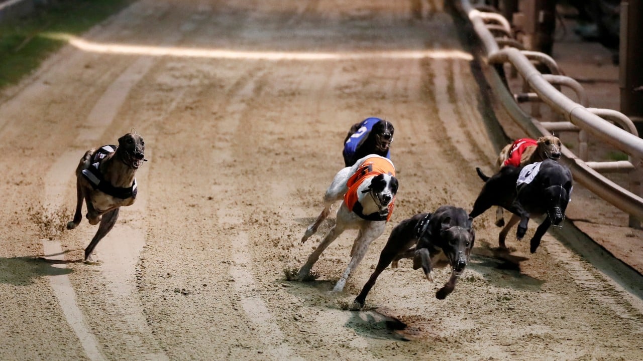 New Zealand moves to ban greyhound racing