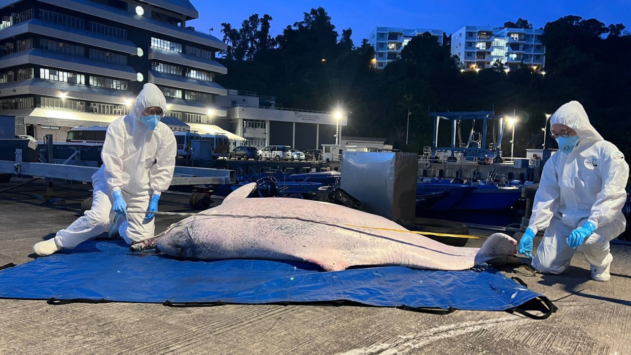 Chinese white dolphin washes up dead in Hong Kong waters, necropsy under way