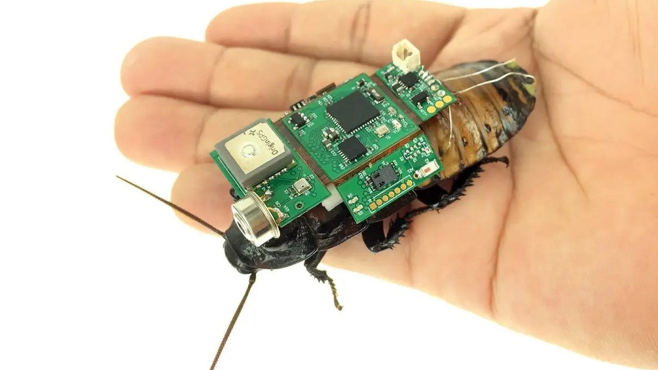 Cyborg cockroaches can now be mass-produced in a robotic factory. Pleasant dreams