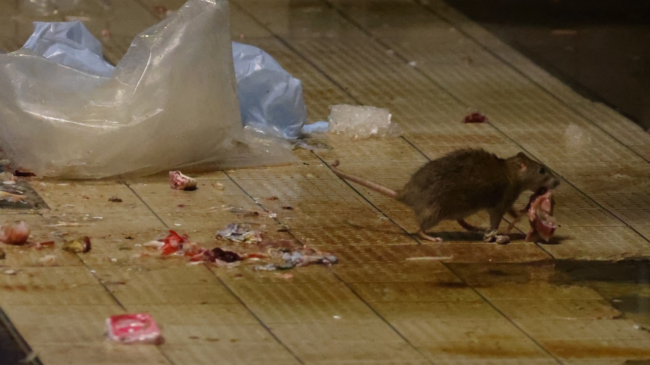 Hong Kong launches anti-rodent charter to improve environmental hygiene