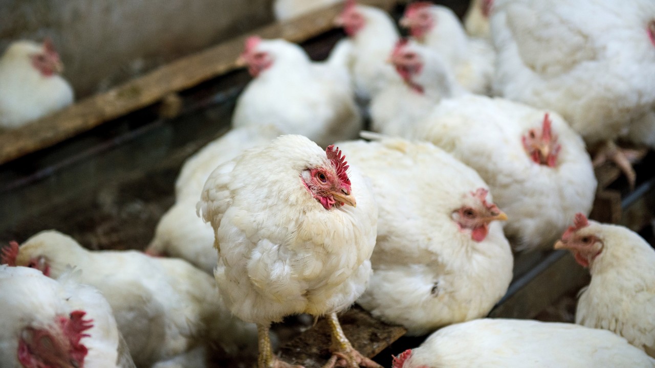First US bird flu death reported in Louisiana, state health officials say