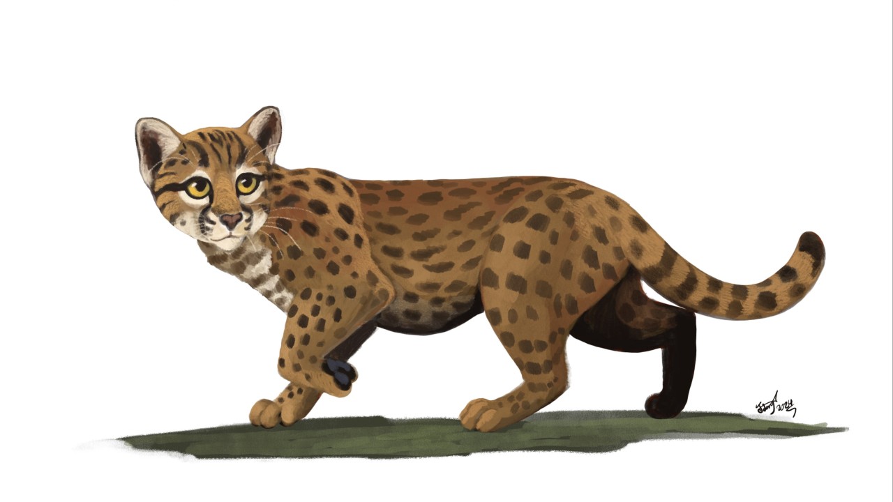 China’s ancient tiny cat fossil could belong to the smallest feline ever found