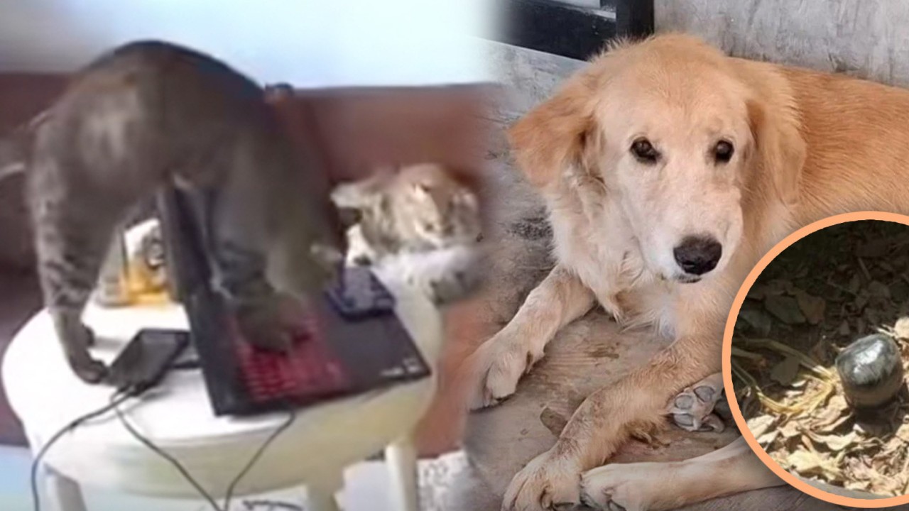 Playful China cat sends resignation letter, loses owner job, Thai dog brings home bomb