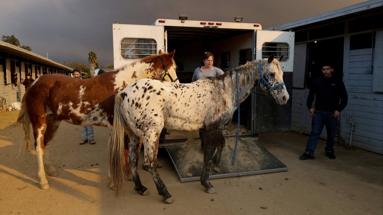 Animal rescuers care for LA fire evacuees – dogs, donkeys, horses