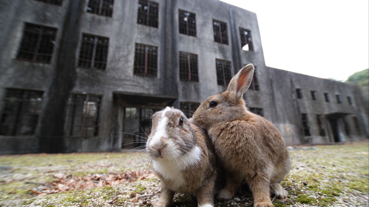 What is killing the bunnies on Japan’s ‘Rabbit Island’? Arrested man suspected of 77 deaths