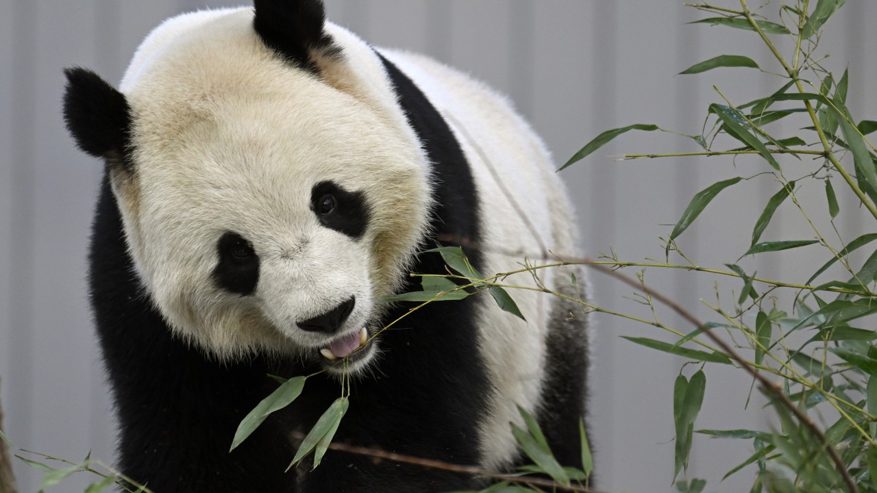 New pandas from China make their debut at National Zoo in Washington
