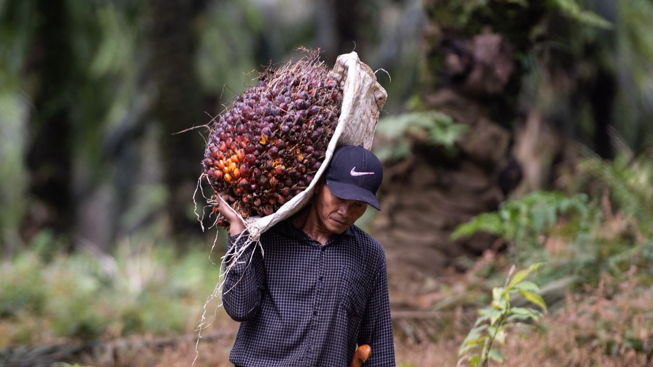 As Indonesia scores a palm oil ‘win’ over EU, what next for its big biofuel gamble?