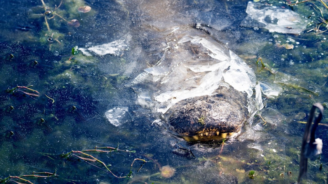 Texas got so cold in US winter blast that alligators froze in solid ice