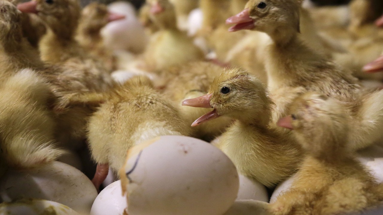 UK confirms ‘rare’ human case of bird flu; US reports first H5N9 outbreak in poultry