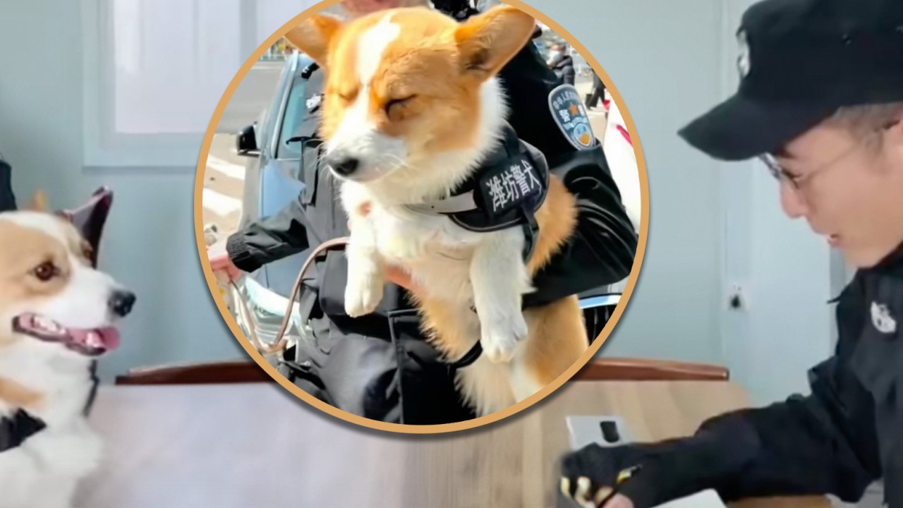 China’s corgi police dog, muscled-up bridesmaids, RedNote steamed eggs: 5 trending stories