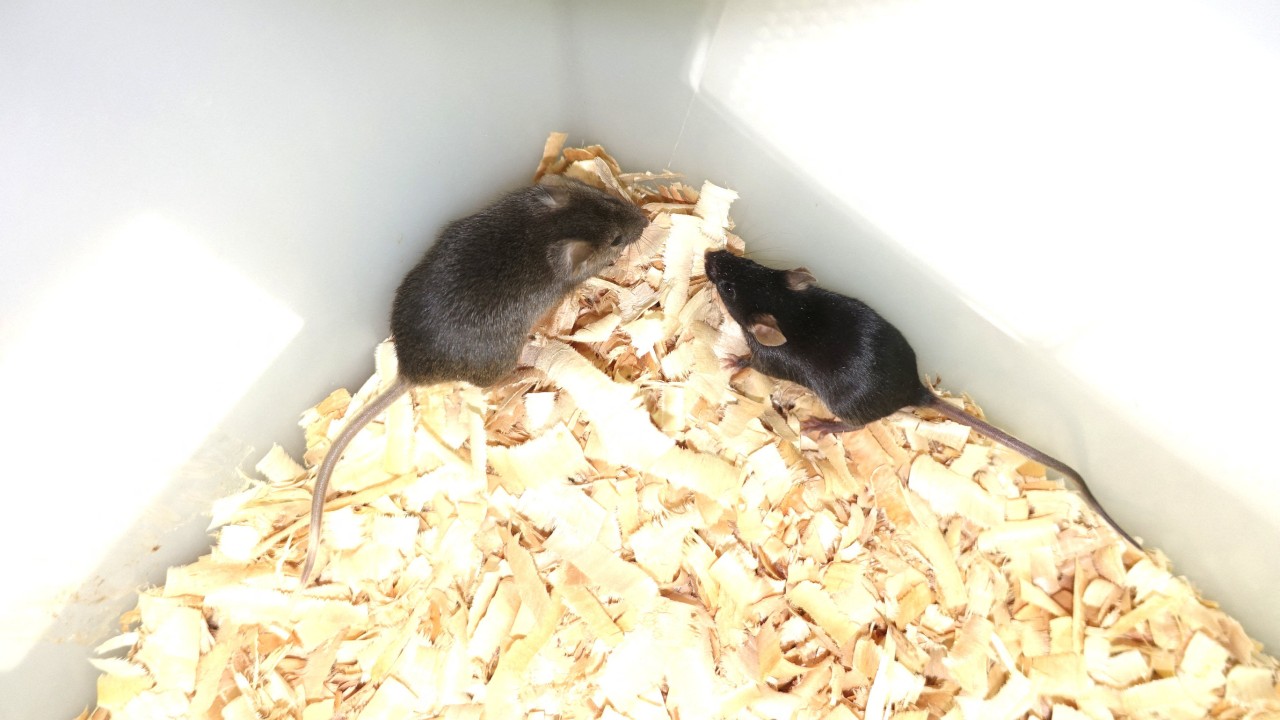 Chinese scientists create mice with 2 fathers using stem cell engineering