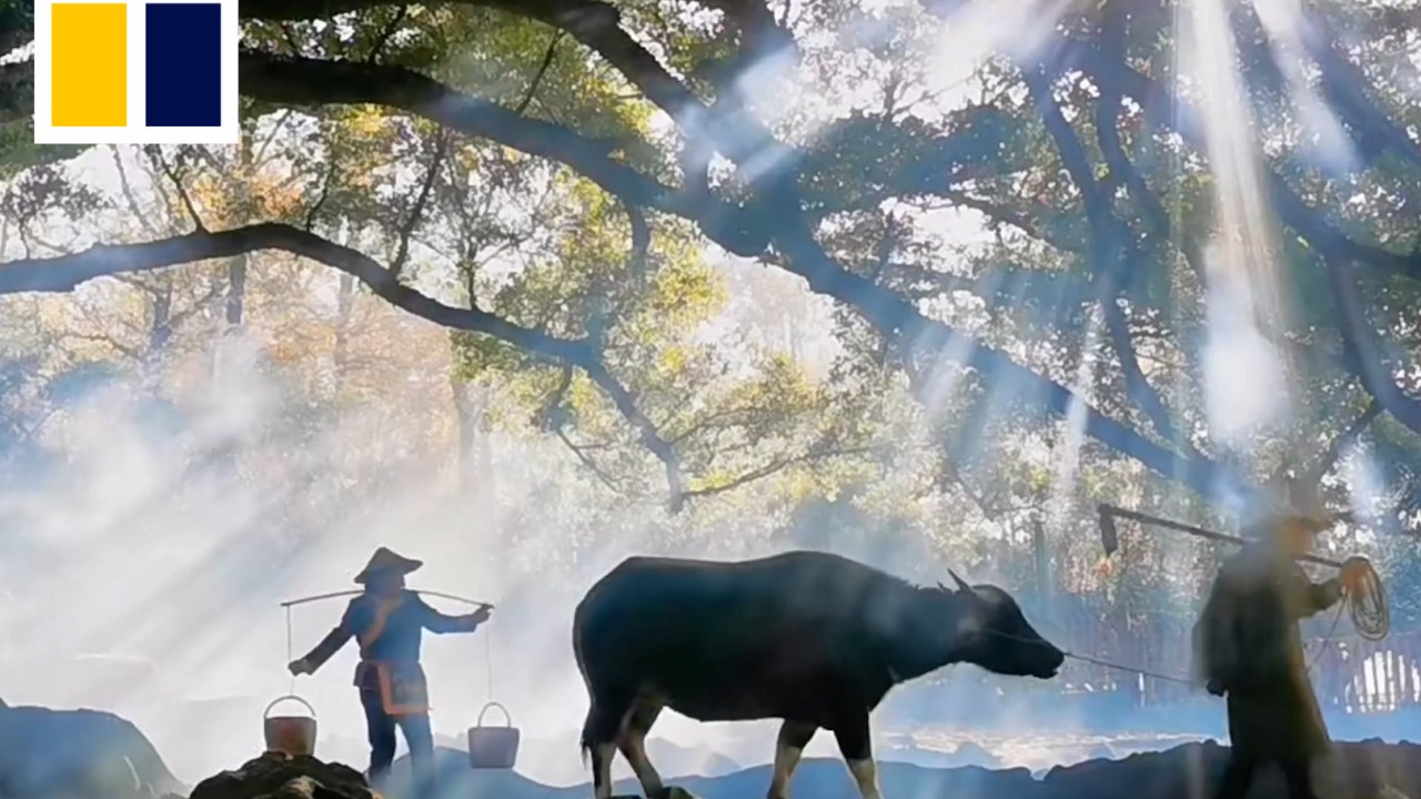 Buffaloes and smoke machines: staged rural scenes create viral tourist spot in China