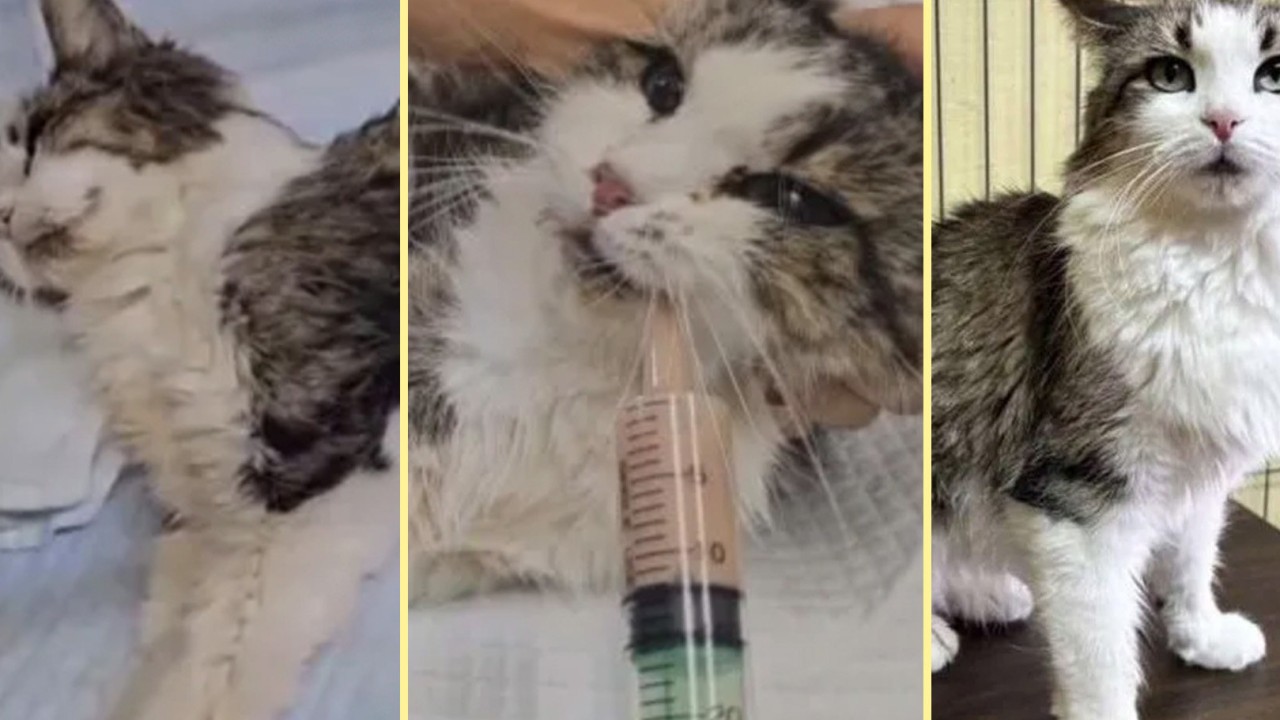 Abandoned Japan ‘Miracle’ cat survives on toilet water, eating leftovers for a month