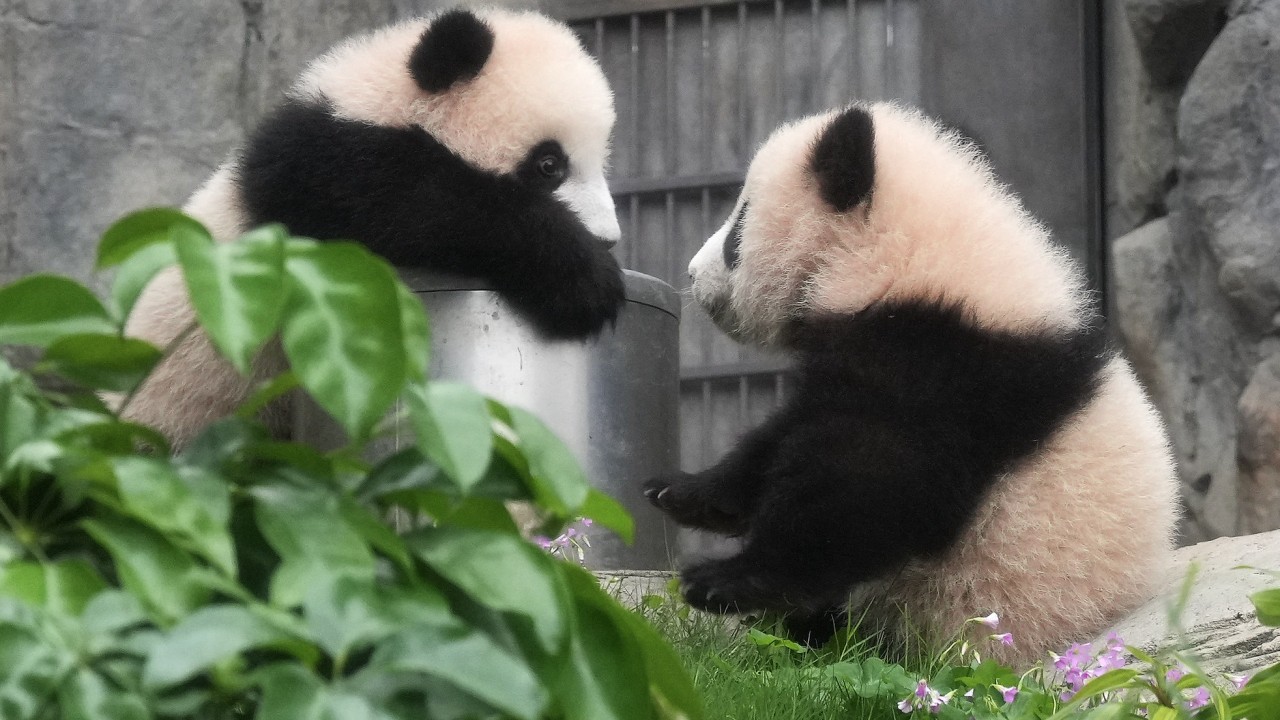 Hong Kong’s Ocean Park plans panda museum to drive craze for city’s bear family