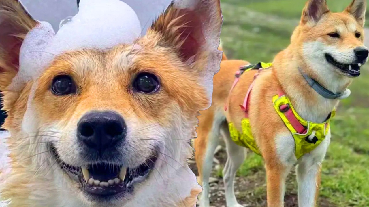 Public outrage as highway workers cook, eat dog that escapes from pet boarding centre