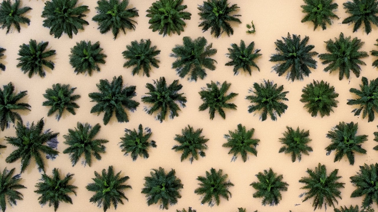 Floods wash out Malaysia’s palm oil harvest as output sinks most in 9 years