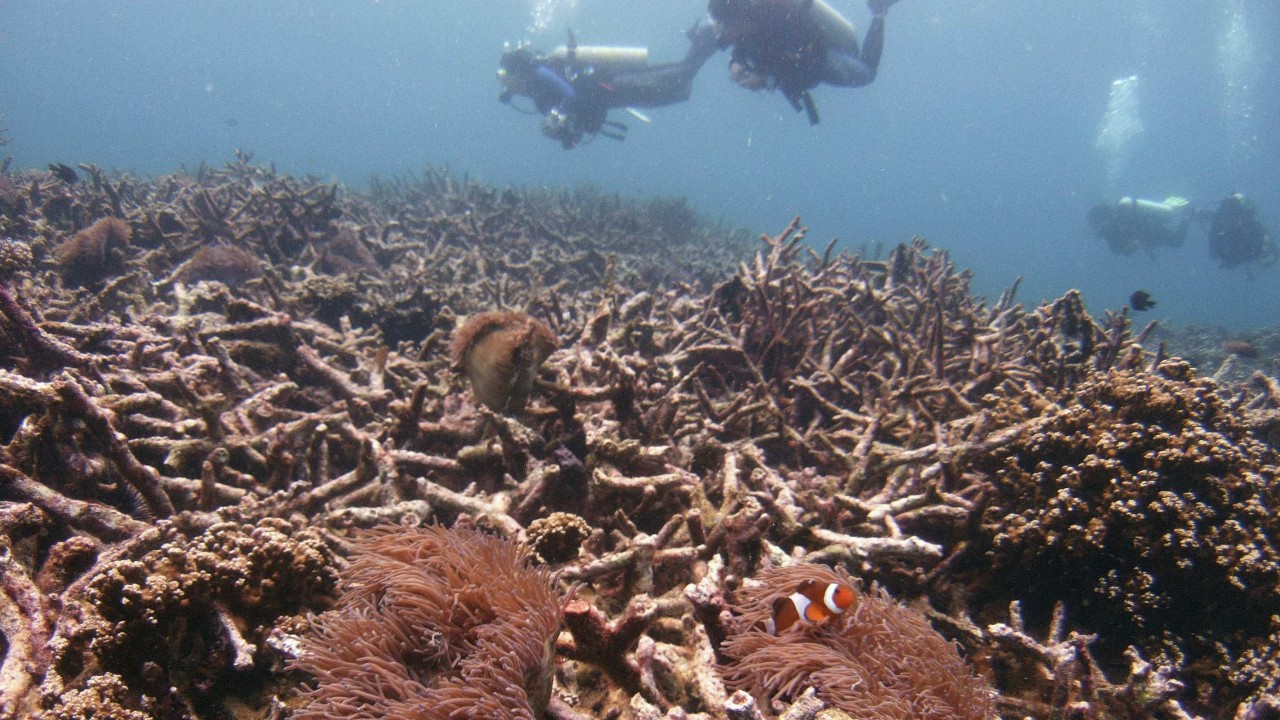 China and Vietnam cause most damage to South China Sea’s corals: report