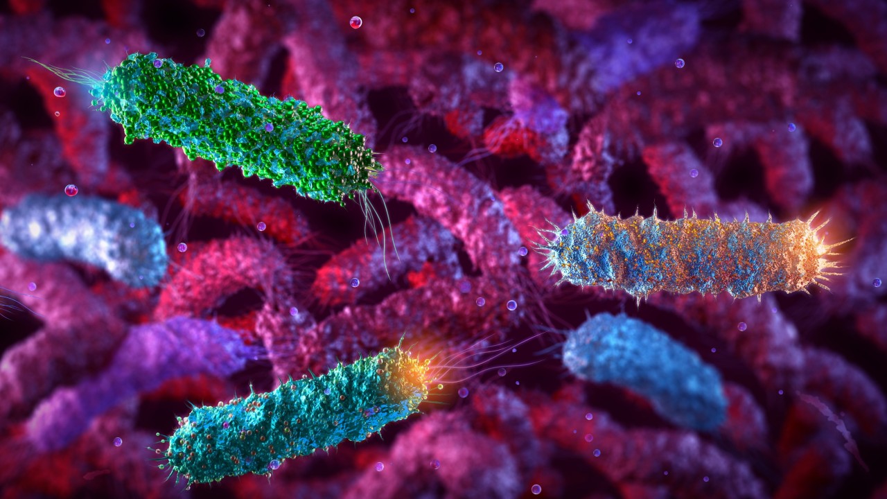 What to know about Shiga toxin-producing E coli after Hong Kong doctor’s death