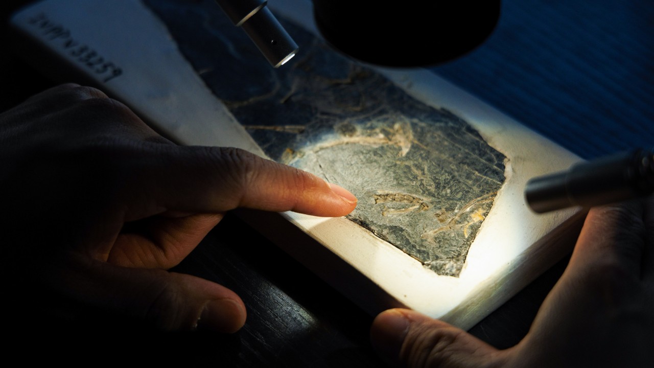 Why this Jurassic bird fossil from China might rewrite evolutionary history