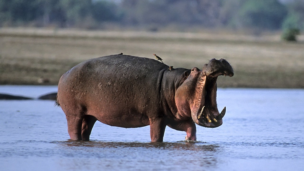 US man sues safari tour firm after wife dies in Zambia hippo attack