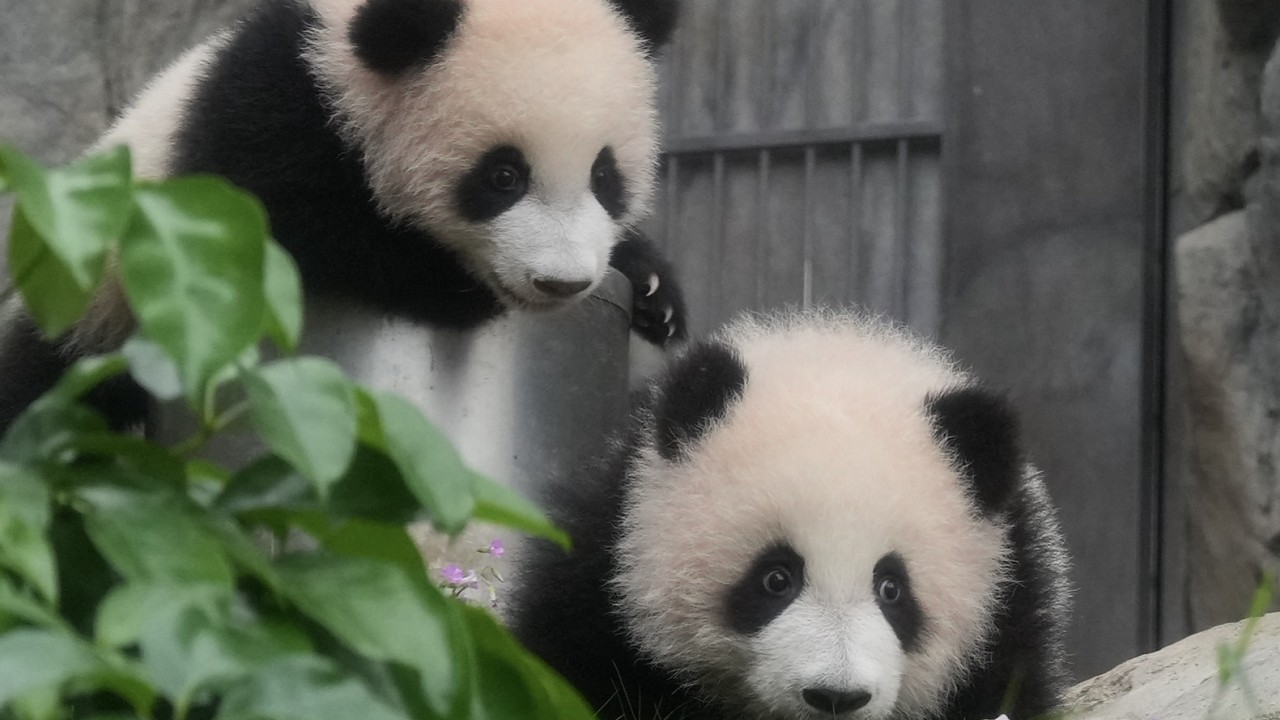 Hong Kong launches naming contest for city’s 2 giant panda cubs